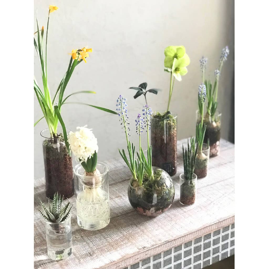 Bulb Vases